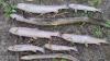Hundreds of dead fish found in Dublin's Tolka River