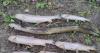 Brown trout and eels dead in ‘significant’ fish kill on Dublin’s Tolka river