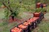 Fruit and Vegetable Branch Chamber Chair Petrov: Bulgaria Lacks Consistent Fruit-Growing Policy