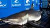 Great white shark weighing 100 STONE spotted off Florida tourist beach showing unusual behaviour