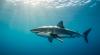 A 1,700-Pound Great White Named Contender Is Headed Up the Coast Toward New Jersey