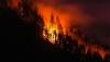 Your gas stove isn’t destroying the planet. Government forests are