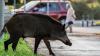 Giant 'javaporcos' roam Brazilian neighborhood streets, alarming residents and shopkeepers
