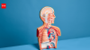 Lung cancer isn't just a smoker's disease: Doctor explains how air pollution, genetics, and everyday exposures may quietly increase your risk