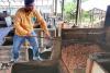 Isabela boosts cacao industry