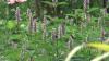 Native plant industry grows across Milwaukee as demand for environmentally friendly gardens rises