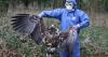 Deaths of 5 IW-released sea eagles - UK’s biggest bird of prey - linked to rat poison