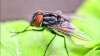 Three simple tips to keep annoying flies away from Irish gardens