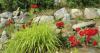 Gardening tips for late summer splendor