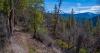 Environmental groups fail to prevent logging project near Ashland