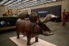 Art Auctions