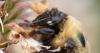 OSU research uses AI-powered cameras to monitor bumblebees