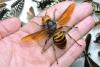 The East Asian 'murder hornet' has a credit-card wingspan, a 6mm stinger, and bee-killing jaws