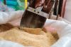 Raw sugar production falls 10.98% – SRA data