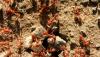 Experts warn fire ants in Australia could kill thousands of pets, cost households $1 billion