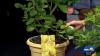 Advice for growing lemons and Mediterranean citrus in Maryland on Sunday Gardener