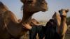 Saudi creator turns camels into social media stars