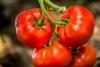 Azerbaijan's tomato exports rise nearly 10% in first half of 2026