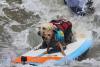 Surfing pups take a ride at the World Dog Surfing Championship in California