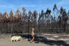 Tourists slowly return to French bay opposite huge wildfire