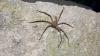 Australia's brown huntsman hits 11.8 feet per second, may be the world's fastest spider