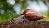 Southwest Florida under quarantine as giant African land snail returns, officials ask for help