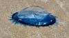 Bright blue sea creatures have washed up on a Cumbria beach