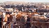 A ₦30trn giant awakens: Unlocking Nigeria’s livestock potential