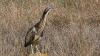 Bittern protection fund stalled while wind farm powers ahead