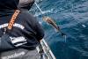 Rise of the Black Cod: Once seldom sought, sablefish becomes a best seller in Ilwaco