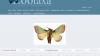 India is home to 13,703 species of lepidoptera, about 8.25% of all known species of butterflies and moths