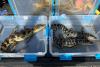 Kentucky homeowner charged after 2 alligators and a caiman are found in basement