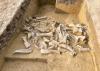 Ice Age humans seem to have preferred hunting female mammoths, and scientists aren't sure why