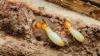 Scientists find way to make termites self-destruct by stopping them from molting