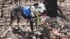 Australia's koala-sniffing dog Bear retires after helping save 100 koalas in 'Black Summer'