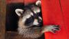 San Francisco roommates heard scratching in bedroom walls, then learned a raccoon had given birth