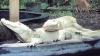 Florida park finds 19 albino alligator eggs, the first known successful batch laid in captivity