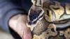 Florida biologists removed 8,080 pounds of invasive pythons in 6 months, thanks to snakes' sex drive