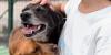 Nebraska Humane Society: Bad breath in dogs may signal more than old age