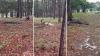 North Carolina resident's report of '15-foot' alligator prompts wrestling match with police