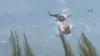 Helicopters collide killing two crew in Greece fires