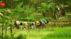 Govt rolls out schemes to revive khazan lands, boost agriculture