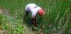 Farmers Face Hardship Due to Poor Management of Chemical Fertilizer Distribution
