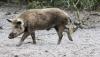 In the US, millions of feral hogs are wrecking farms, fouling water, and defying control