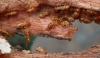 In Australia, a couple demolished their home after termites 'rained out of the wall'