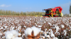 China cotton association rejects US forced labour claims