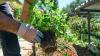 Home gardening takes root as UAE families seek greener, healthier lifestyle