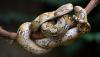 In Thailand, a 75-year-old found the python she says ate her cats back in her home
