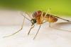 Maryland reports 1st human case of West Nile virus this year