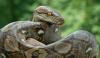 At a wedding in Malaysia, a DJ paged a car owner, and a giant python was under the hood